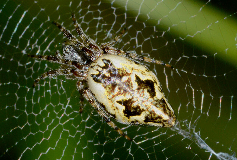 Cyclosa conica - Castellarano (RE)